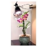 Agrosun Dayspot 60W Grow Light Kit