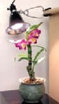 Agrosun  Dayspot Grow Light Kit