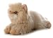   - Plush Gem Golden Persian Cat Flopsie 12
