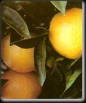 Five Gallon Dwarf Washington Navel Orange Tree