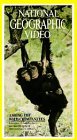National Geographic's Among the Wild Chimpanzees