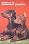Book of the Doberman Pinscher