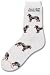 Australian Cattle Dog Poses Socks