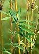 Golden Goddess Bamboo Five Gallon