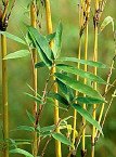 Golden Goddess Bamboo -- 12 by 12 Inch Container