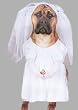 Bride Pet Costume