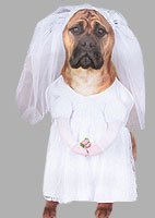 Bride Pet Costume