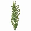Corkscrew Aquarium Plant, 12" Green