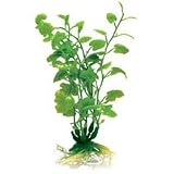 Cardamine - Small - 7 in.