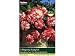 Begonia Exotic Babylon by Taylors Bulbs