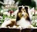 sheepdog1 - Shetland Sheepdogs 2010 Deluxe Wall Calendar