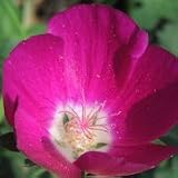 Purple Poppy Mallow (Callirhoe involucrata) - Jumbo Wildflower Seed Packet