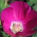 Purple Poppy Mallow (Callirhoe involucrata) - Jumbo Wildflower Seed Packet