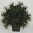 16" INDOOR / OUTDOOR Podocarpus Plant