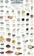 Mac's Field Guide to Northwest Coastal Invertebrates (Mac's Field Guides)