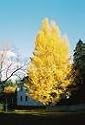 Nice Ginkgo