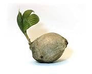Floral Sprouted Coconut Palm Plant