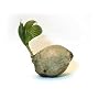 Sprouted Coconut Palm Plant