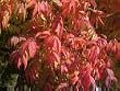 Chinese Pistache Tree Five Gallon
