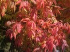 Chinese Pistache Tree Five Gallon