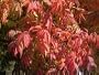 Chinese Pistache Tree Five Gallon