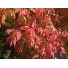 Chinese Pistache Tree Five Gallon by 