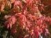 Chinese Pistache Tree Five Gallon