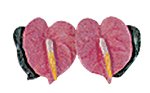 Hawaii Pierced Flower Earrings Pink Anthurium