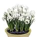 Nine Ziva Paperwhites Holiday Bulbs in Large Nickel Bowl