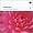 Penderecki: Sacred Choral Works