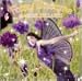 Fairy Dreams: Magical Lullabies Fairy Dreams: Magical Lullabies