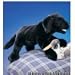 Plush Black Labrador Puppy Puppet 20" Plush Black Labrador Puppy Puppet 20"
