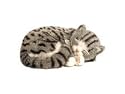 Perfect Petzzz Gray Tabby