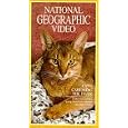 Buy Cats: Caressing the Tiger (National Geographic Video)