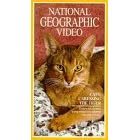 Buy Cats: Caressing the Tiger (National Geographic Video) now!