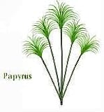 Artificial Papyrus