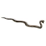 128mm Antique Brass Impala Pull