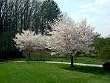Yoshino Flowering Cherry Tree Five Gallon