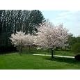 Akebono Flowering Cherry Tree Premium Five Gallon