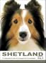 THE DOG Notecard Vol. 1 - Shetland Sheepdog