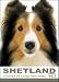   - THE DOG Notecard Vol. 1 - Shetland Sheepdog