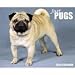pug47  - Just Pugs 2009 Calendar From Willow Creek