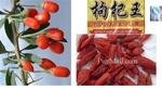 King of Goji - Premium NingXia Goji (Jumbo Size)