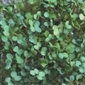 SEED BARGAINS: Sprouting Seed Mustard White (Approx 25gms Commercial Grade Seeds)