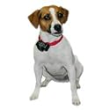 Radio Systems PetSafe&reg; Radio Fence&reg; Extra Collar