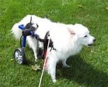 Dog Wheelchair - Medium - Made By Walkin' Wheels
