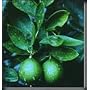 Bearss Lime Tree Semi Dwarf Five Gallon