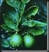Bearss Lime Tree Semi Dwarf Five Gallon