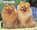 pomeranian4 - Just Pomeranians 2010 Wall Calendar