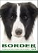 THE DOG Notecard Vol. 1 - Border Collie
